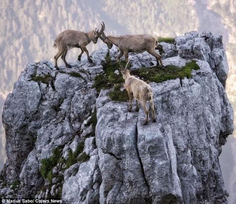 Mountain_goats_1 - Alpine Ibex (Capra ibex) ibexes.jpg